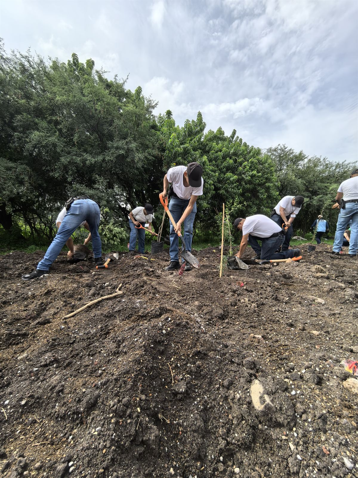 Voluntarios con camisetas blancas cavando y plantando árboles sobre tierra oscura durante una jornada de reforestación